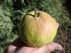 Сорт груші Мармурова: опис цікавого сорту донора, придатного для одержання нових видів груш