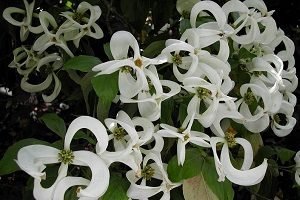 Дерен ряболисті: правильна посадка і грамотний догляд за рослиною