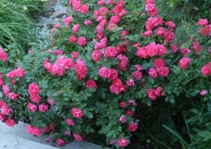 Кущові троянди: фото з назвами, описом та рекомендаціями з вирощування у відкритому грунті