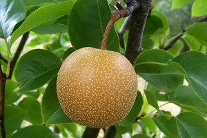 Знаменита китайська груша: користь і шкода, огляд калорійності і особливостей вживання