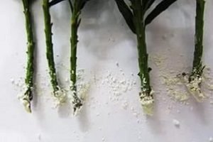 Корневін: ефективний і недорогий стимулятор росту коренів