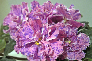 25 фото найбільш красивих і яскравих представниць ніжних фіалок