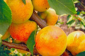 Абрикоси: опис ранніх, середніх і пізніх сортів