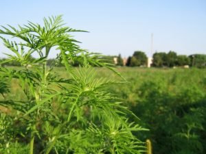 Амброзія — фото рослини і чим воно небезпечне