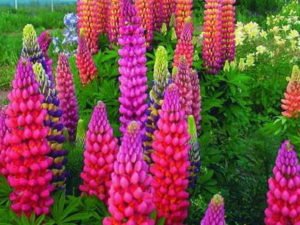 Люпин багаторічний і однорічний: посадка і догляд у відкритому грунті, фото рослини