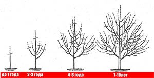 Всі правила формування крони сливи: основні прийоми та особливості обрізки