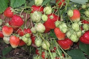 Полуниця Лорд: опис сорту, фото, відгуки і поради по вирощуванню