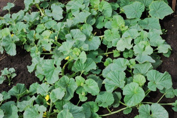 Вирощування дині в теплиці: тонкощі процесу від вибору сорту до збору врожаю