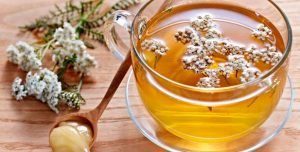 Тис ягідний: фото, різновиди і особливості вирощування