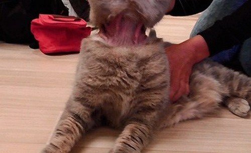 Нашийник від бліх для кішок: інструкція по застосуванню, ціна та відгуки