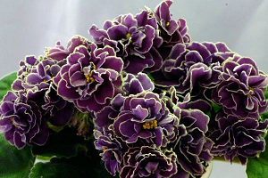 25 фото найбільш красивих і яскравих представниць ніжних фіалок