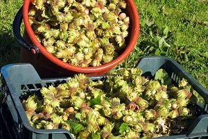 Як виглядає ліщина: фото дерева і листя, опис і особливості агротехніки