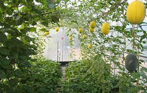 Кавун Пекінська радість і інші сорти середньоранніх і середньостиглих арбузов