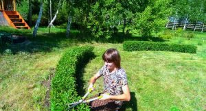 Жива огорожа з кизильника блискучого: основні вимоги для посадки та догляд за рослиною