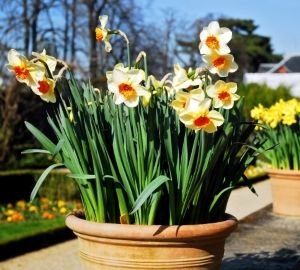 Цибулинні багаторічні садові квіти — фото та назви рослин