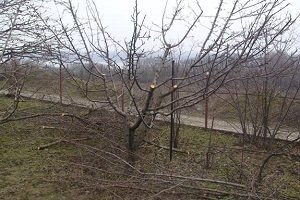 Як обрізати яблуні восени: схема, правила і відео інструкція