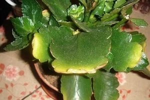 Каланхое: правильний догляд за рослиною в домашніх умовах