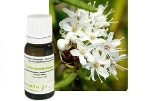 Багно (Ledum) — фото рослини сортів Далекосхідний і Болотний