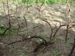 Обрізка винограду восени для новачків: практичні поради досвідчених виноградарів