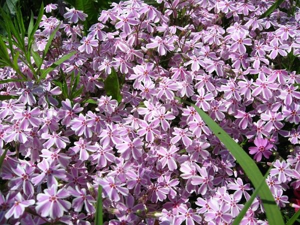 Грунтопокривні багаторічні садові квіти: фото та назви рослин, поради по догляду