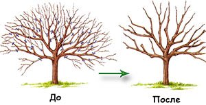 Схеми правильного обрізання сливи: весняна, літня і осіння обрізки