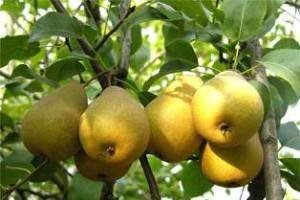 Щеплення груші: підготовка дерева і способи щеплення