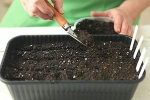 Селера черешкова: агротехніка вирощування і деякі особливості догляду