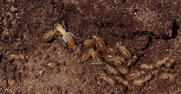 Комаха капустянка: фото та опис