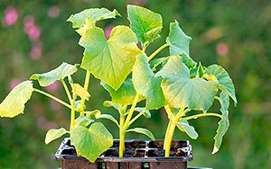 Як садити огірки на розсаду: вибір насіння і ґрунту, посів і вирощування, фото і відео