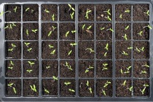 Посів насіння солодкого перцю на розсаду: вибираємо, готуємо і ростимо насіння правильно