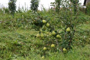 Сорт груші Серпнева роса: вирощуємо унікальний смачний сорт в своєму саду