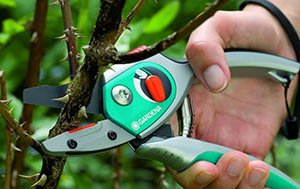 Зливу колоновидна: опис і характеристики кращих сортів