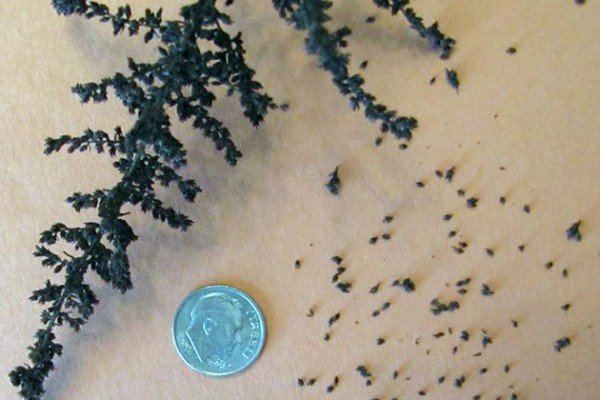 Вирощування астильби на ділянці: підготовка насіння і садіння у відкритий грунт