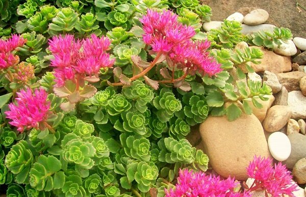 Низькорослі багаторічники цвітуть усе літо — фото з назвами