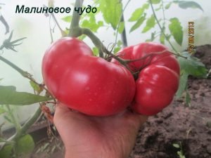 Помідори «Малинове диво»: різновиди, опис та характеристики сорту