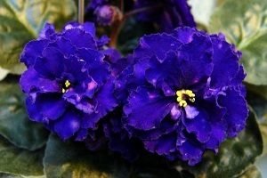 25 фото найбільш красивих і яскравих представниць ніжних фіалок