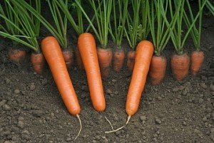 Популярні сорти моркви для тривалого зберігання: опис і приклади