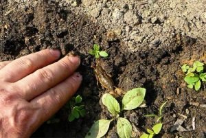 Капустянка і її личинка: опис, фото і дієві методи боротьби з комахою