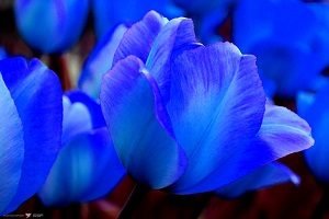 Якого кольору бувають тюльпани: назви й фото сортів від звичного червоного до рідкісного чорного