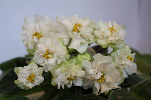 25 фото найбільш красивих і яскравих представниць ніжних фіалок