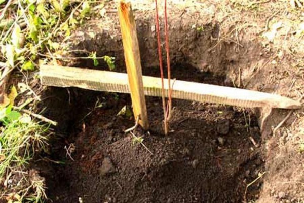 Сорт жимолості Бакчарский велетень: опис з фото і поради по догляду