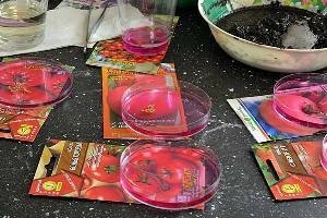 Заготівля насіння перцю в домашніх умовах — як правильно підготувати до розсаді