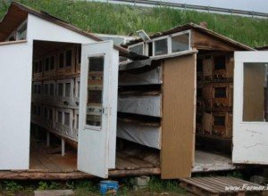 Особливості вирощування кролів мясних порід: інвентар, годування, розмноження і відеоінструкція