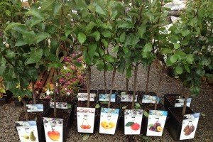 Садимо грушу в саду: вибір саджанців, догляд і обрізка дерева