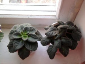 Що робити, якщо не цвіте фіалка: причини відсутності суцвіть і дієві способи стимулювання зростання