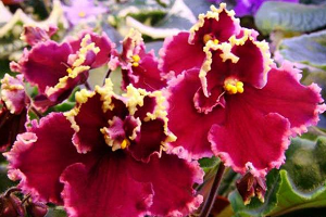 25 фото найбільш красивих і яскравих представниць ніжних фіалок