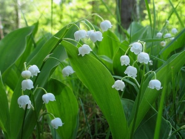 Тіньолюбні садові квіти багаторічники: фото та назви рослин, поради по догляду