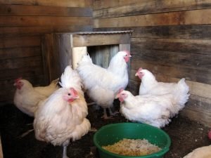 Чому кури клюють свої яйця — що робити?