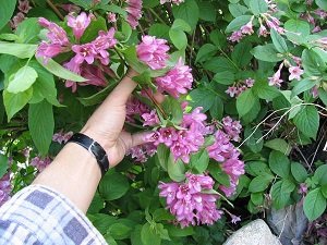 Багаторічні чагарники для саду: популярні квітучі сорти, їх особливості, назви й фото