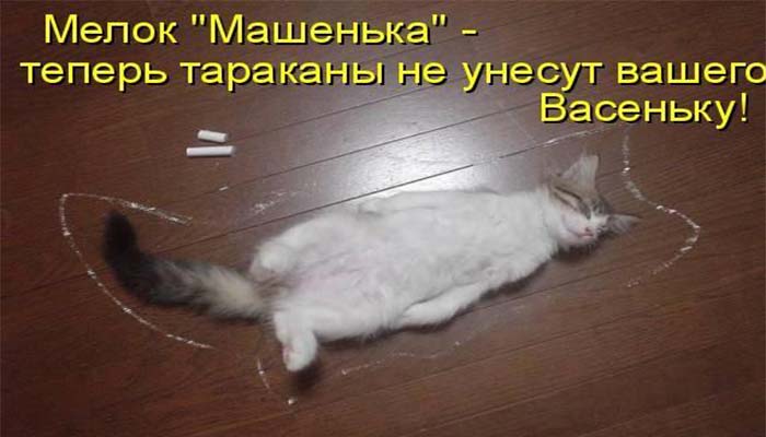 Крейду Машенька від тарганів: як діє олівець на комах